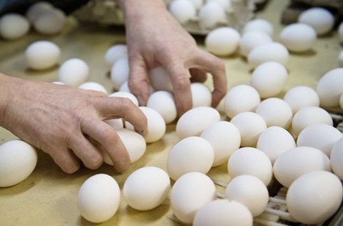 Azərbaycanda viruslu yumurta satılır