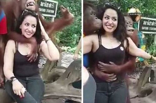 Meymun onunla şəkil çəkdirmək istəyən qıza …