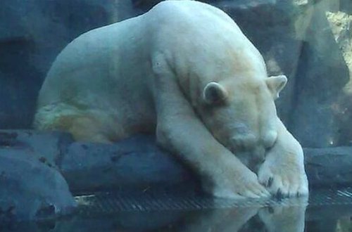 Ağ ayı qəfəsdə dəli olub öldü