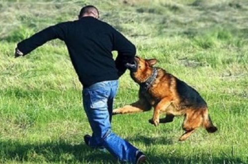 Bir gündə üç nəfəri it dişlədi