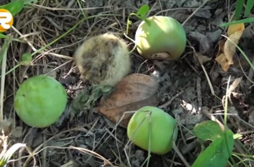 Meyvə bağlarında xəstəlik yayılıb