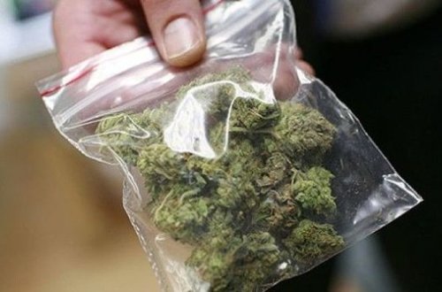 Zaqatala qoruğunun ərazisində narkotik bitkilər aşkarlanıb