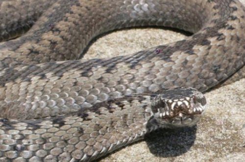 Həyətinizdə ilan olmasını istəmirsinizsə...