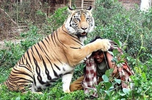 Mexiko zooparkında pələng insanı bəbirin hücumundan xilas etdi