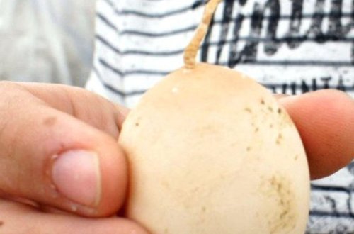Quyruqlu yumurta görmüşdünüz? - FOTO