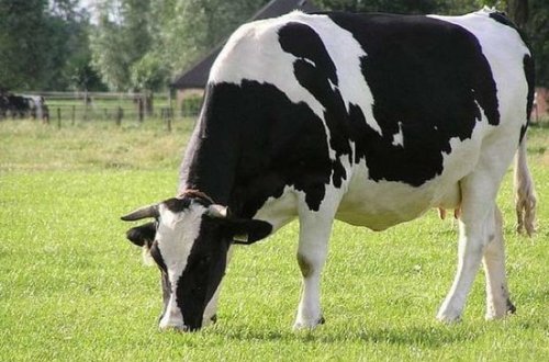 Azərbaycanda dabaq xəstəliyinə görə vəziyyət açıqlandı