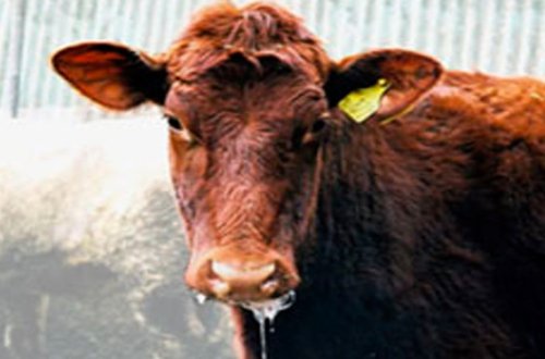 Bərdədə heyvanlar arasında təhlükəli virus yayılıb