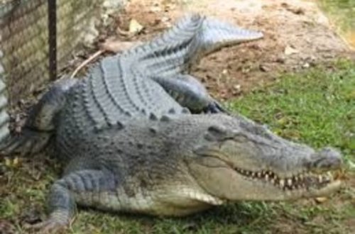 ABŞ-da dəhşətli hadisə - Timsah uşağa hücum etdi