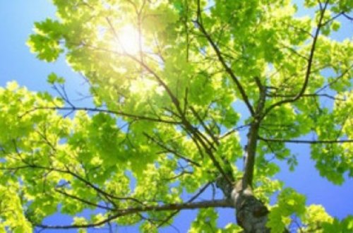 Sabah Azərbaycanda havanın temperaturu 32 dərəcəyədək yüksələcək