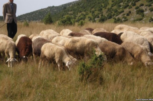 Qoyun otaran zaman döyüldü