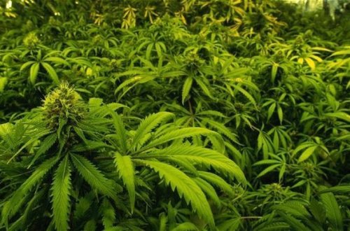 DİN-dən əməliyyat: 695 ədəd çətənə kolu aşkarlandı