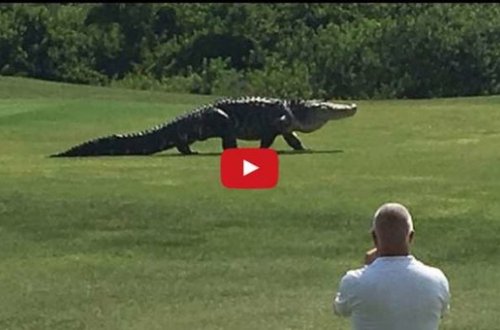 Bu görüntü hamını şoka salıb