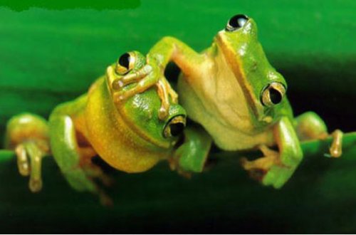 500 kilo canlı qurbağa müsadirə edildi