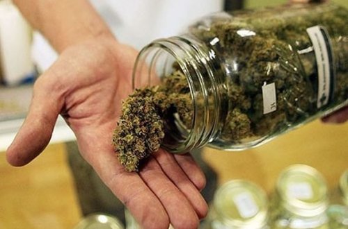 Qoruqda çətənə əkən gözətçi işdən çıxarıldı