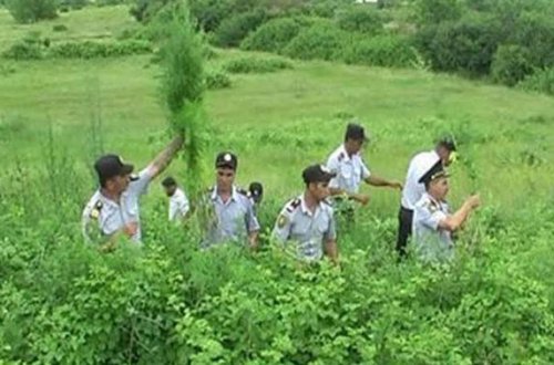 Nazirliyin əməkdaşında narkotik və silah aşkarlandı