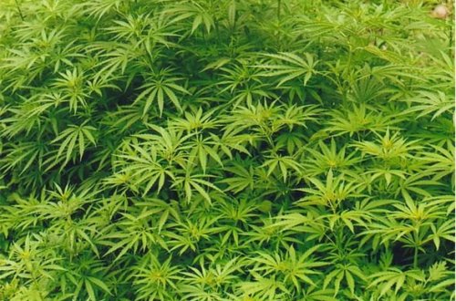 Çətənə kolları əkib-becərənlər tutuldu