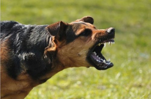 Bakıda parçalanmış uşaq meyiti tapılıb