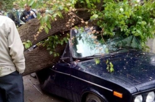 Kəsilən ağac avtomobilin üstünə düşüb, sürücü ölüb