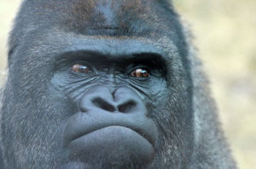 ABŞ-da uşağı xilas etmək üçün qorillanı güllələdilər