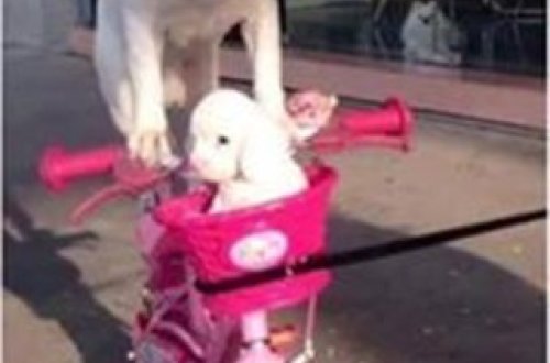 Onun bacarığı hamını heyran etdi