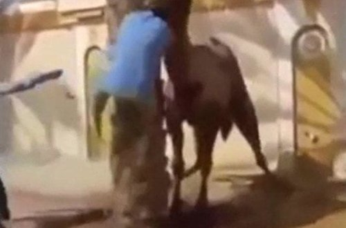 Dəvə sahibinin başını qopartdı