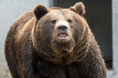 Ayı kişini parçalayıb