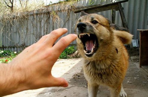 Qadını ötən ay it dişlədi