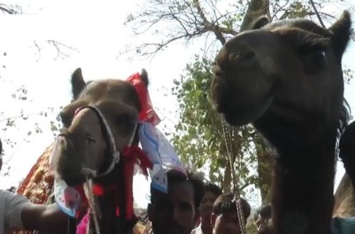 Dəvələr evləndi - Toy mərasimi baş tutdu