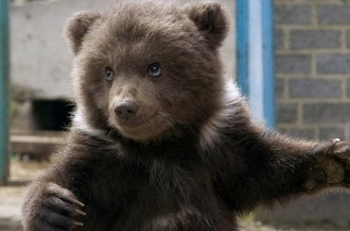 Bakıda tutulan ayı balası danışdı