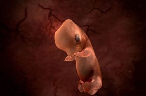 Alimlər laboratoriyada iki həftəlik insan embrionu yetişdirdilər