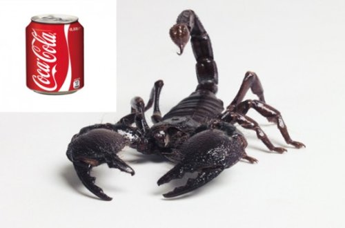 Ən zəhərli heyvan “koka-kola”ya 5 saniyə dözə bilmədi - Video