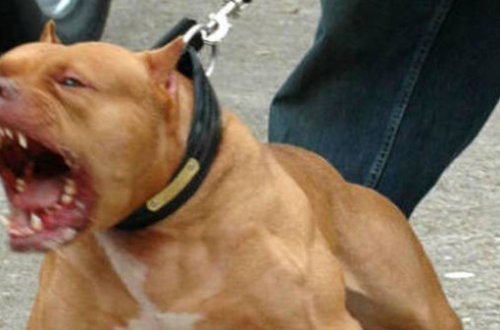 Pitbul yoldan keçən kişini parçalayıb - VİDEO