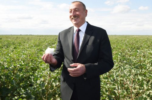 İlham Əliyev pambıq sahəsində - Fotolar