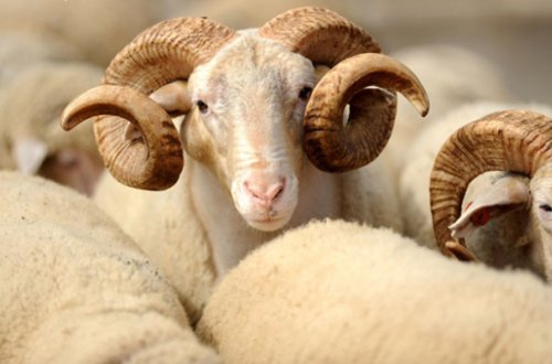 1500 manatlıq qoyun oğurladılar