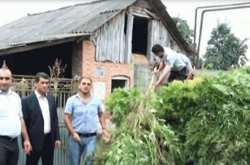 Evinin həyətində külli miqdarda narkotik vasitə tapıldı — FOTOLAR