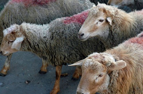 Bakıda qurbanlıq qoyunların kəsiləcəyi ÜNVANLAR