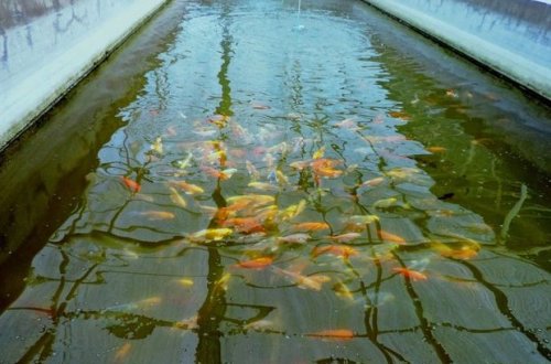 Süni balıq göllərinin yaradılmasına qarşı reydlərə başlanılıb