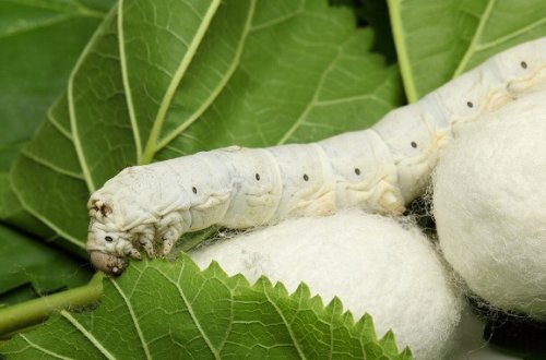 Barama istehsalı ilə məşğul olanlara subsidiya veriləcək