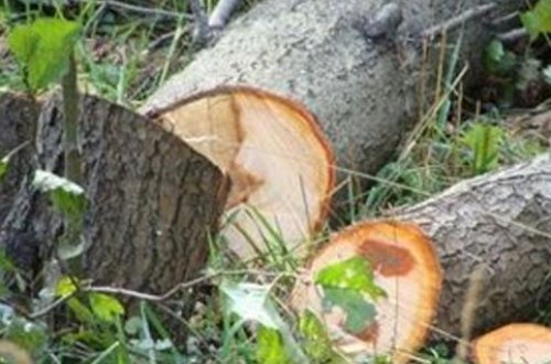 Kəsdiyi ağacın altında qaldı, öldü