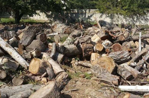 Bakıda bu qədər ağacı kim doğradı? - FOTO