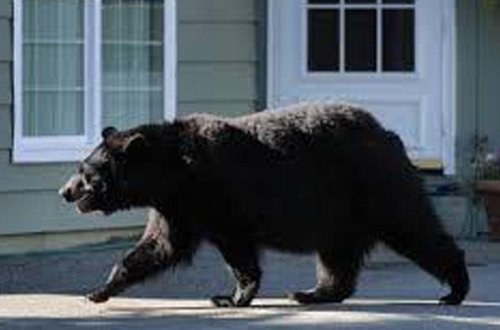 Ayı şəhərə hücum etdi - VİDEO