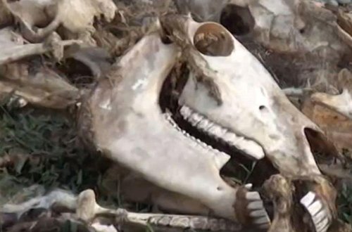Azərbaycanda dəhşətli görüntülər - At və eşşəklərin kütləvi qətliamı - VİDEO - FOTO