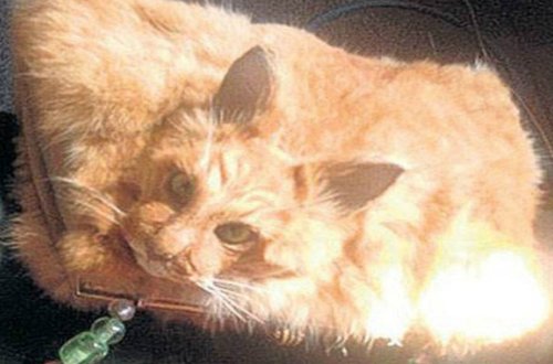 Ölü pişikdən çanta düzəldib hərracda satdı