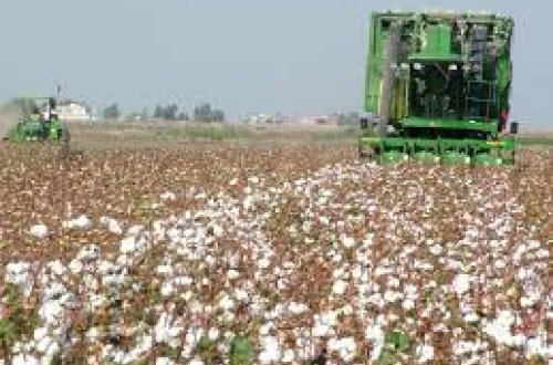 Azərbaycana yeni pambıqyığan kombaynlar gətirilir