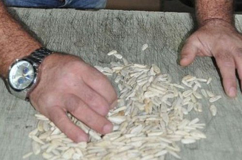 Günəbaxan tumunun paketindən görün nə çıxdı - FOTO