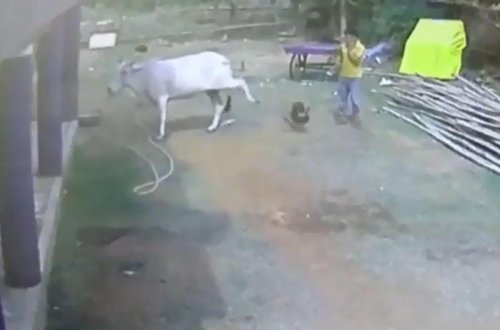 Uşağı təpiklə 3-4 metr kənara tulladı - VİDEO