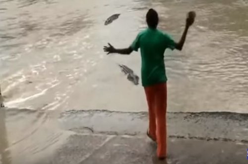 Avstraliyada qadın timsahı ayaqqabısı ilə qovdu – VİDEO