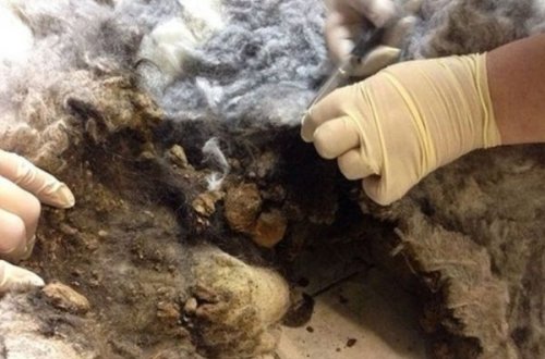 Nələr olduğnu öyrənəndə şok olacaqsınız - VİDEO