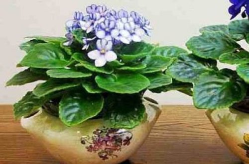 Evdə bitki saxlamağın - Faydaları