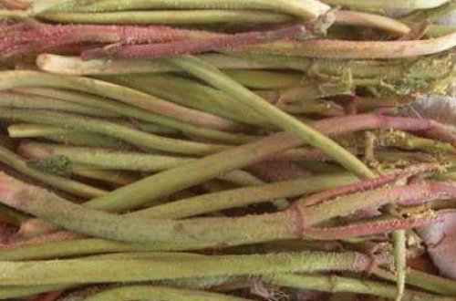 Xərçəngi iki gündə sağaldan dərman hansıdır?